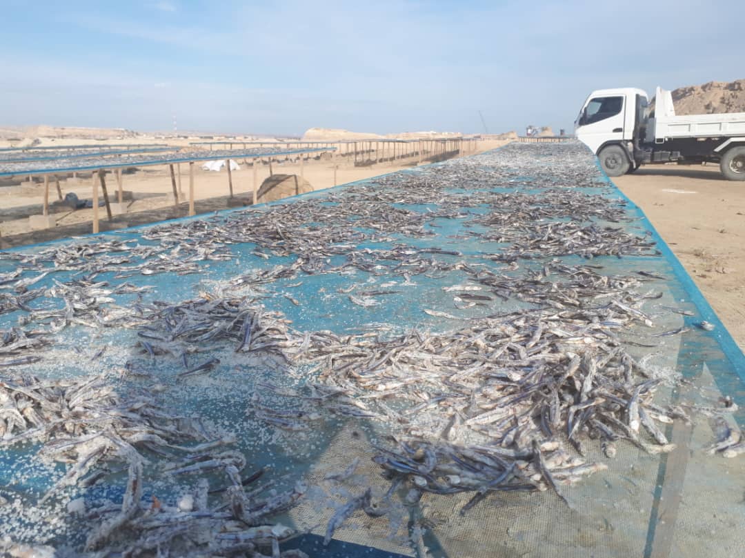 تولید ماهی خشک