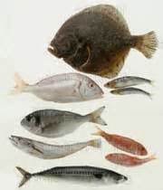 لیست ماهی و آبزیان خلیج فارس