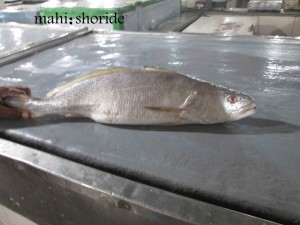 ماهی حلوا سیاه